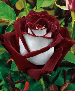 red-and-white-rose